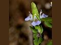 Little Blue Swampweed